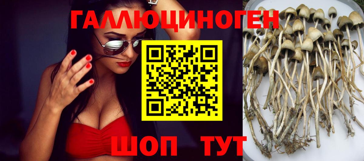 Псилоцибиновые грибы Psilocybe Мурино